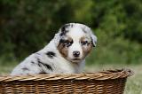 BERGER AUSTRALIEN PUPPIES 359